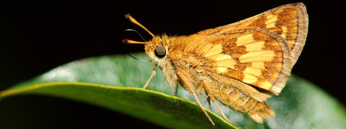 moth