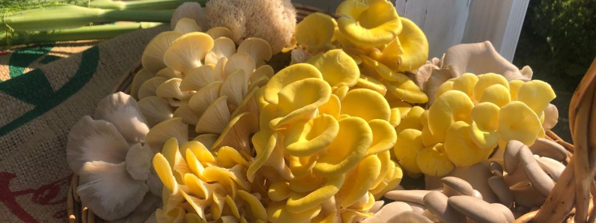 mushrooms