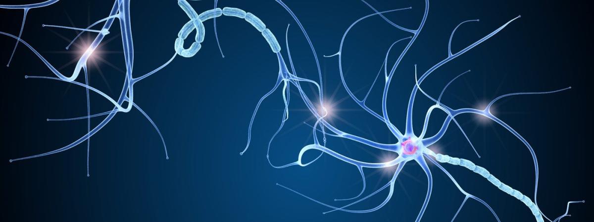 nerves-illustration