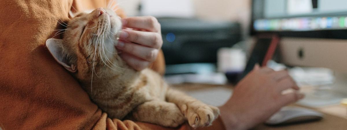 pet