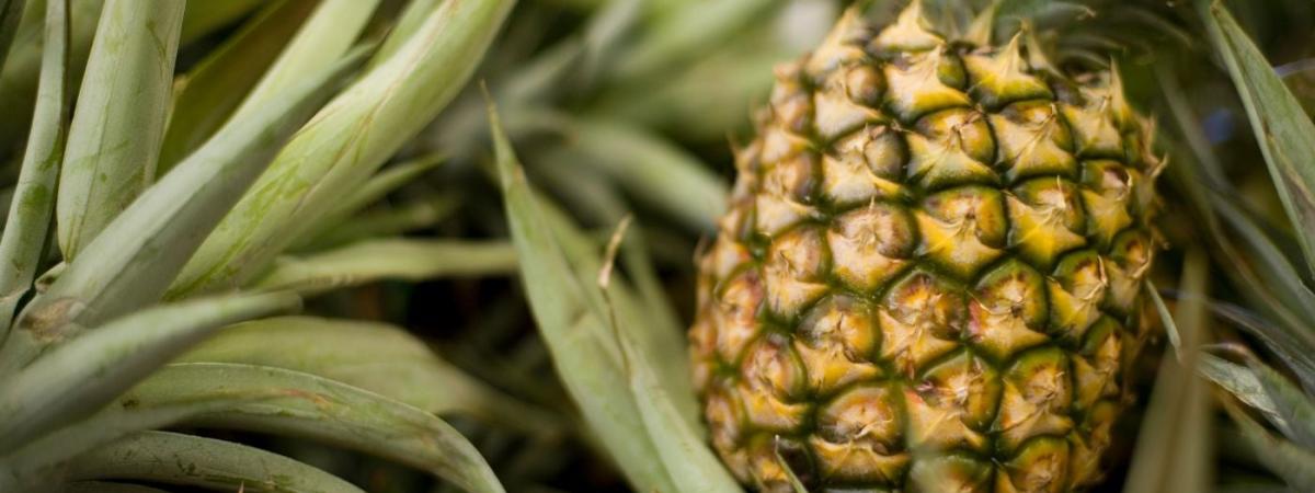 pineapple