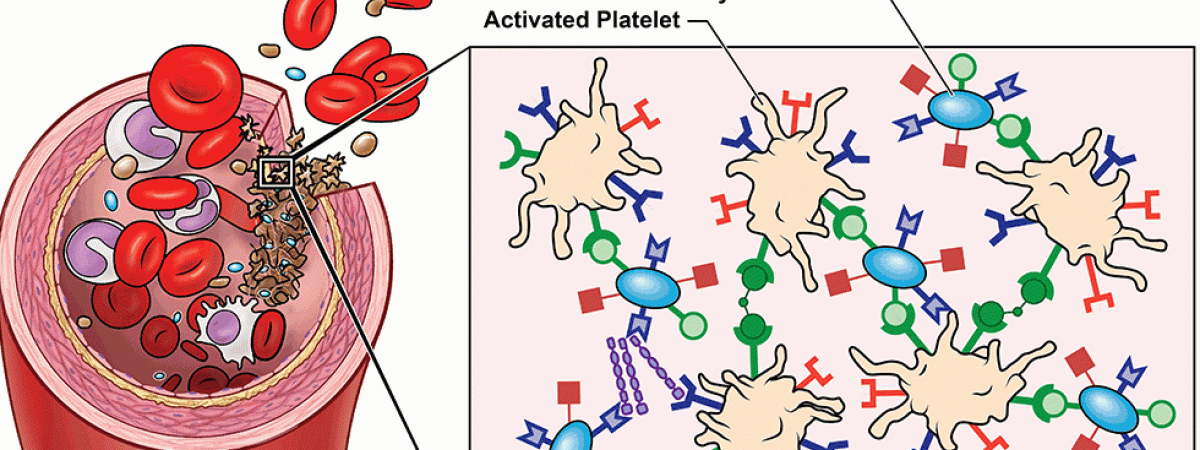 platelets_graphic-e1506371497454