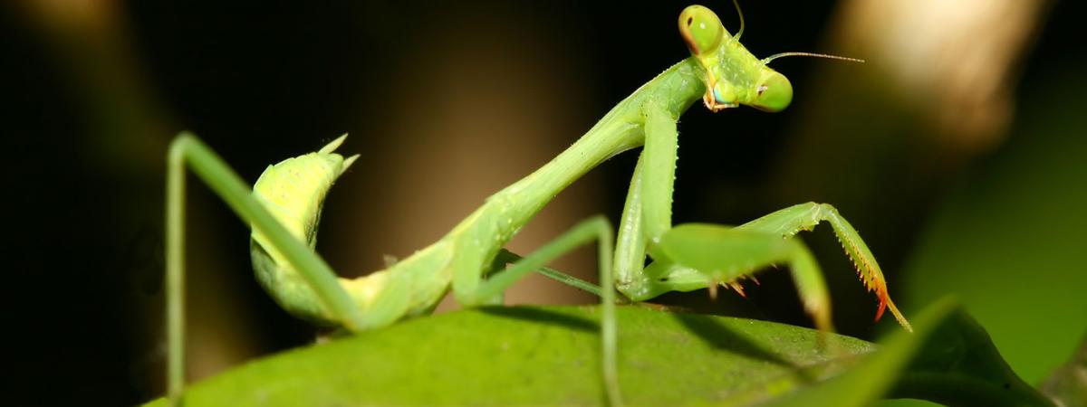 praying-mantis