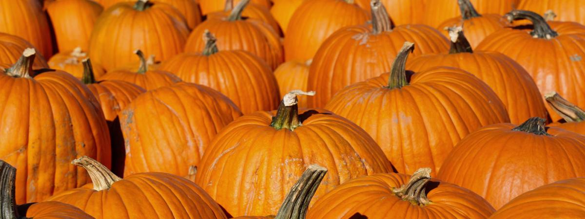 pumpkins