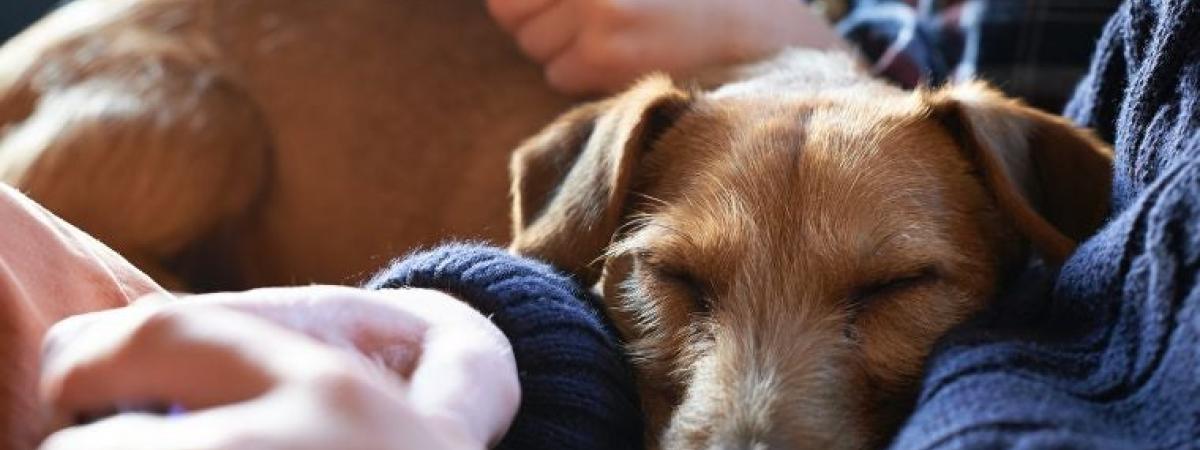 sleeping-dog-1