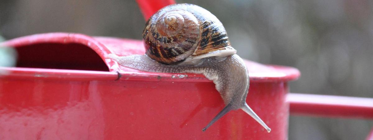 snail