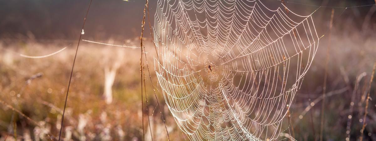spider-silk