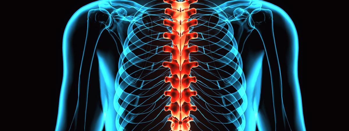 spinal-cord-feat