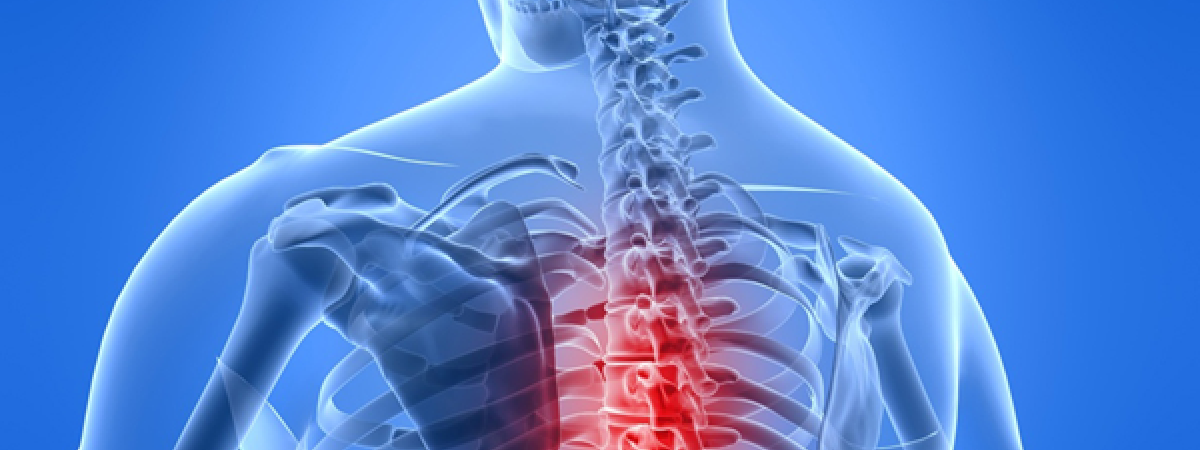 spinalcord