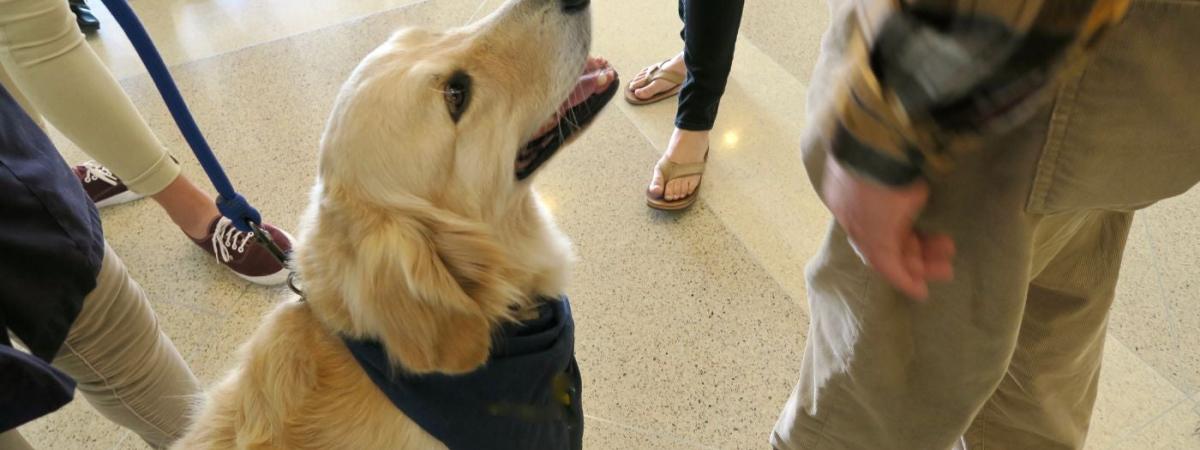 therapy-dog