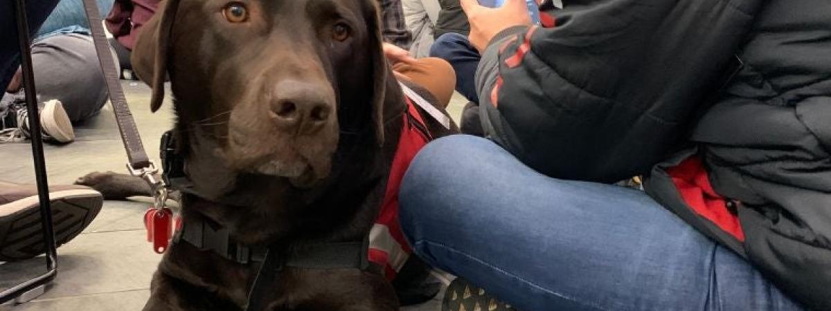 therapy-dogs-1