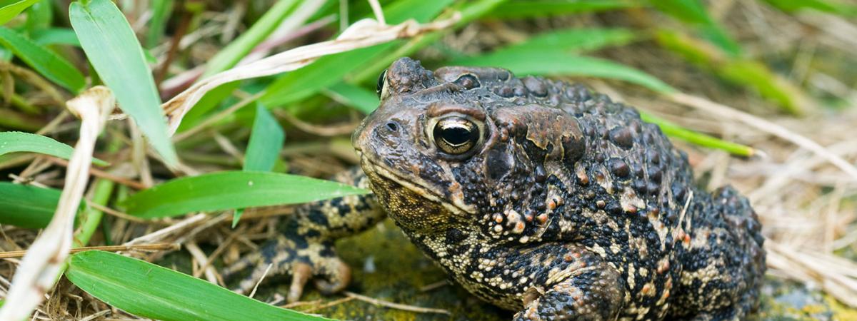 toad_grass