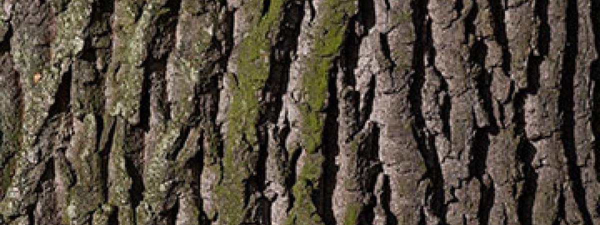 tree-bark