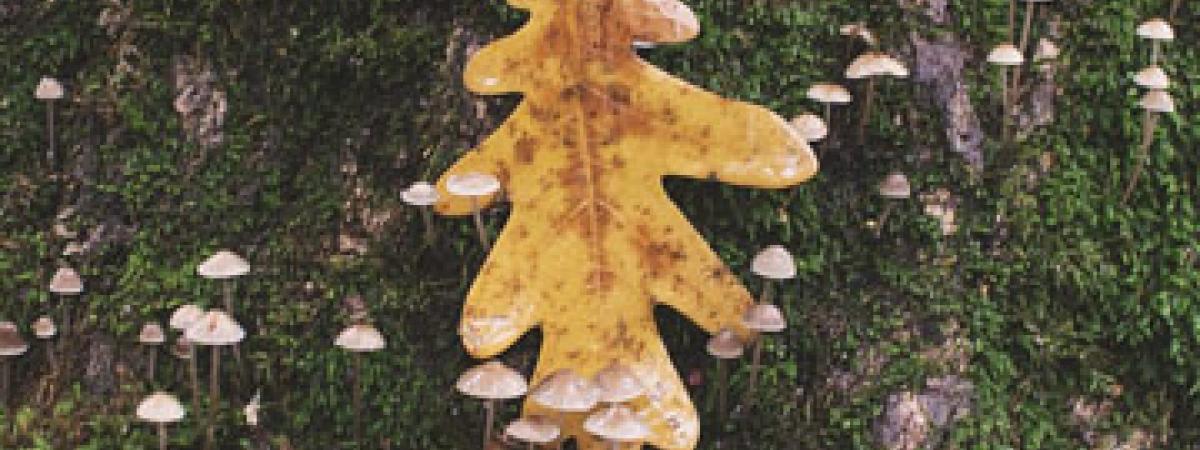 tree-root