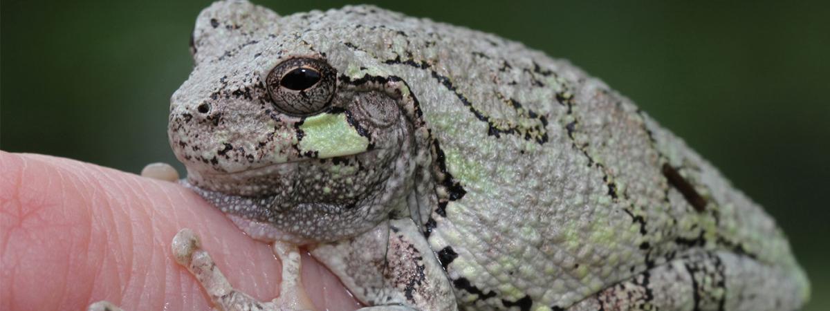 treefrog