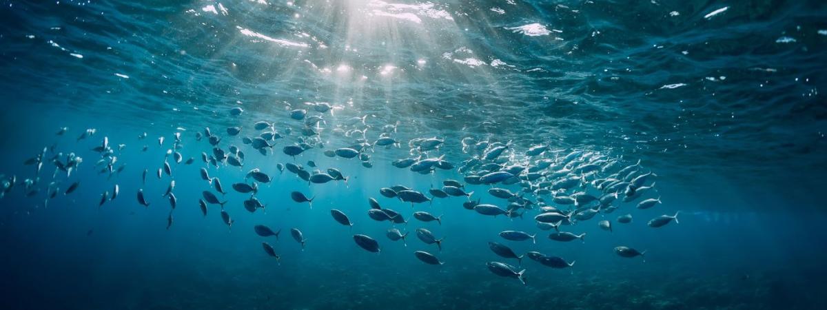 underwater-view