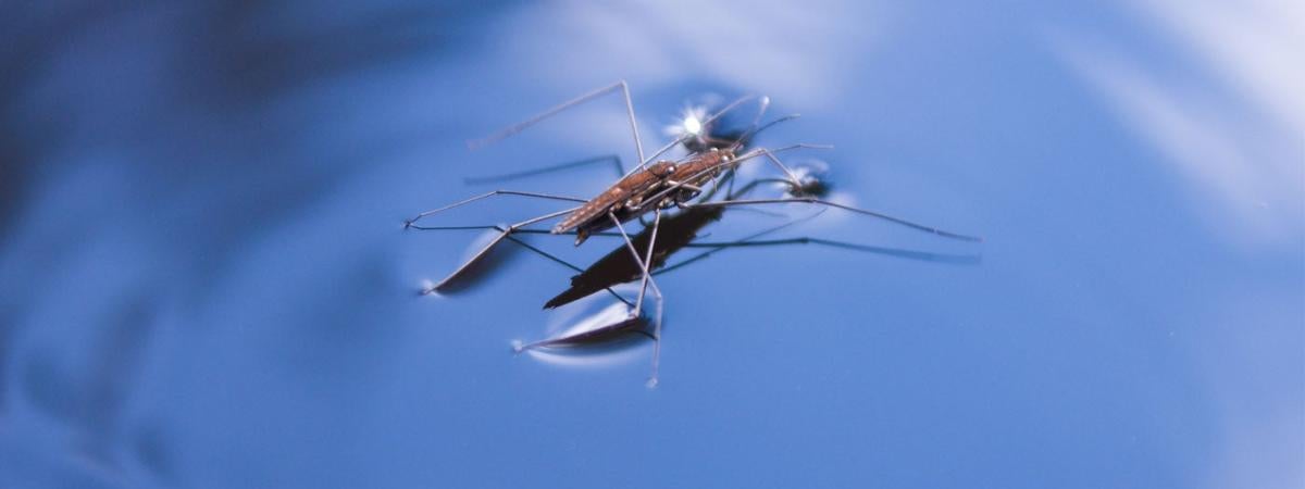 water-strider-feat