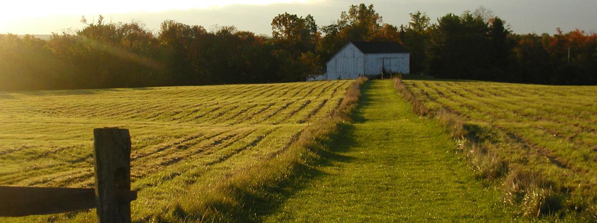 white-barn