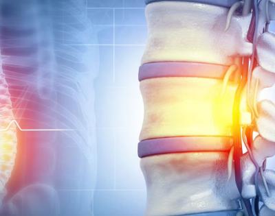 Spinal cord