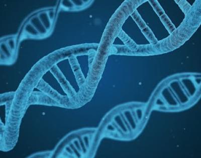 Graphic of genes