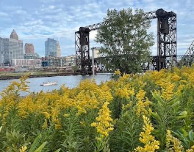 Cleveland bridge with flower field