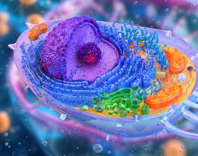 3D illustration of a human cell structure.