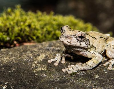 Photo of a gray tree frog on a rock