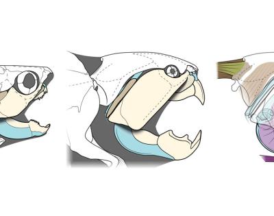 Photo illustrations demonstrating the jaw and muscle anatomy of Dunkleosteus compared to a typical arthrodire