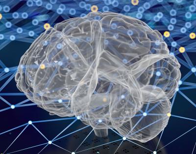 Photo illustration of a brain model