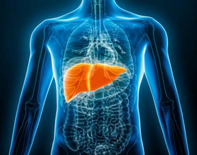 liver anatomy in body 