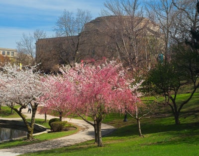 View of flowering cherry trees throughout Wade Lagoon. 