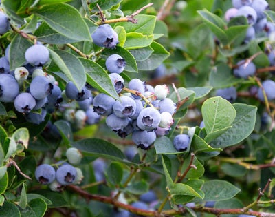 Photo of blueberries growing on a bush