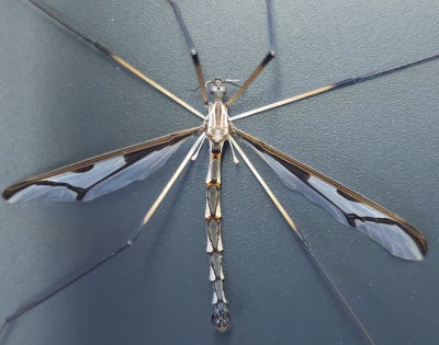 Photo of a crane fly.