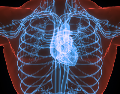 Illustration of a human chest showing the heart, lungs, rib cage and major blood vessels.
