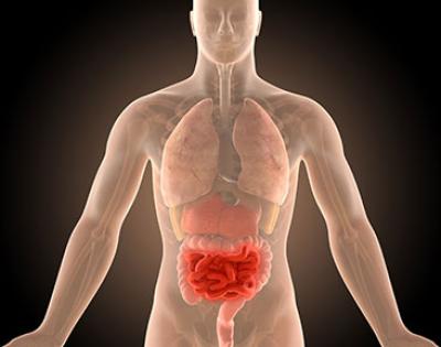 3d-illustration-human-body-crohns-intestines-infection-news