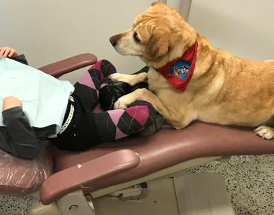 Dental-dogs