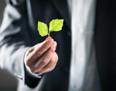 Hand holding leaves