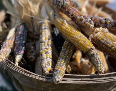 Glass-Gem-Corn