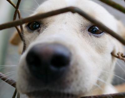 Puppy