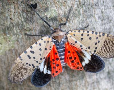 Spotted-lanternfly
