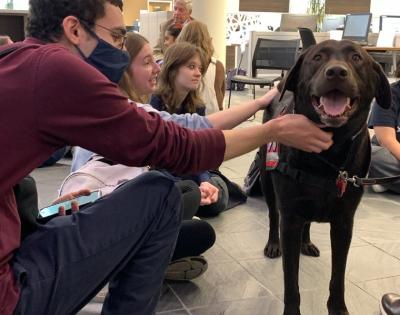 Therapy-Dog