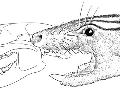 acdestismadenii