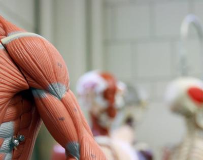 anatomy-model-feat