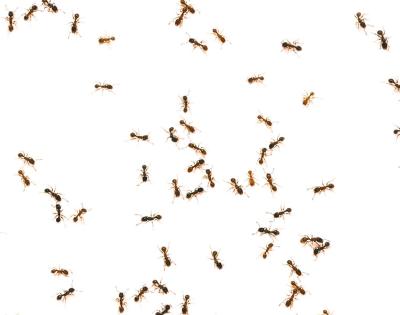 ants-feat