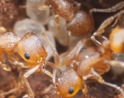 ants_LaurenNichols