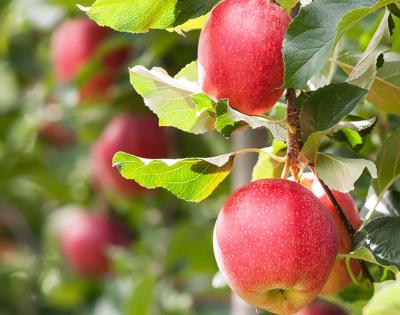apple-tree