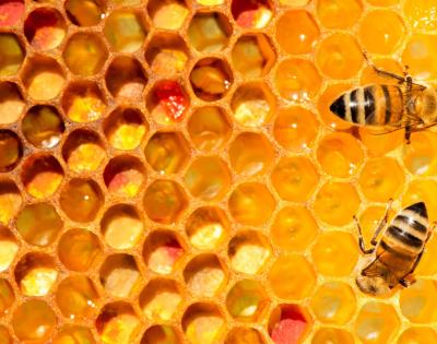 bees-feat