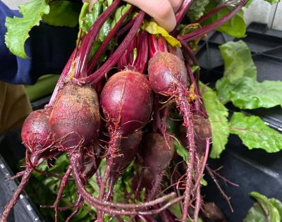 beets