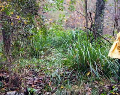 biologist_woods