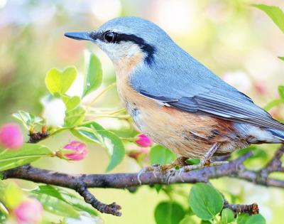bird-feat-1